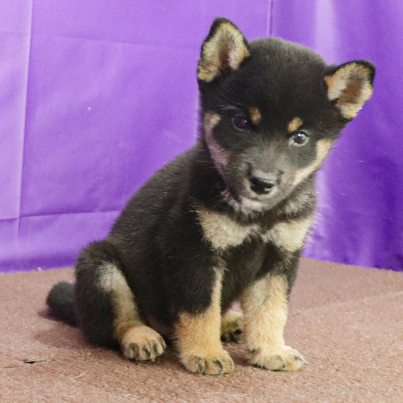 販売中の愛知県の柴犬-407006の3枚目